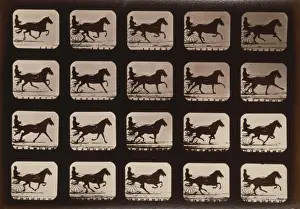 Horses. Irregular