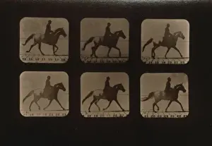 Horses. Irregular
