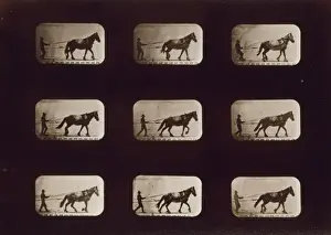 Horses. Irregular