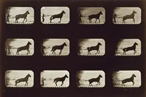 Horses. Irregular