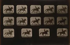 Horses. Irregular