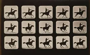 Horses. Irregular