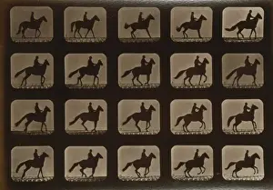 Horses. Irregular