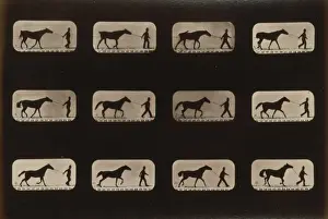 Horses. Irregular
