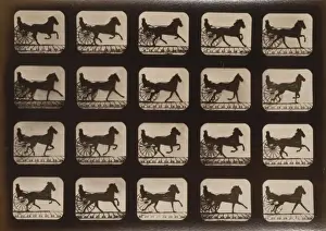Horses. Irregular