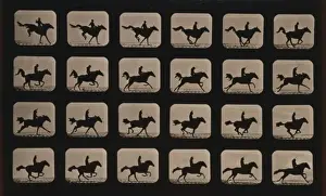Horses. After leaping a 3 ft. 6 hurdle