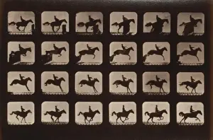 Horses. Leaping a 3 ft. 6 hurdle