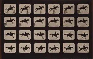Horses. Leaping a 3 ft. 6 hurdle