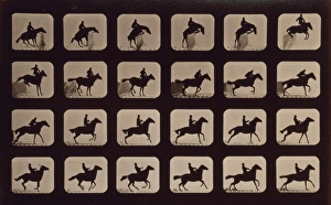 Horses. Leaping a 3 ft. 6 hurdle. Irregular Horses. Leaping a 3 ft. 6 hurdle. Irregular