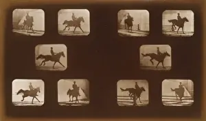 Horses. Leaping