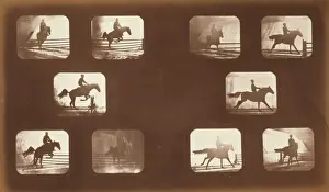 Horses. Leaping