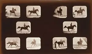 Horses. Leaping