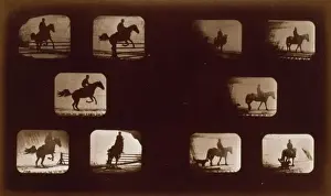 Horses. Leaping - Horses. Walking