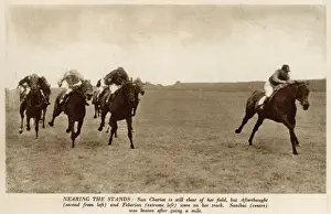 Horses at Newmarket