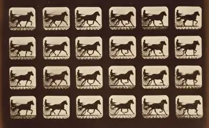 Horses. Pacing