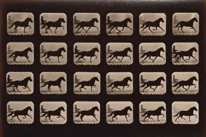 Horses. Pacing