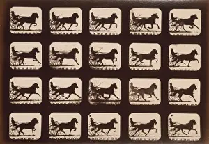 Horses. Pacing