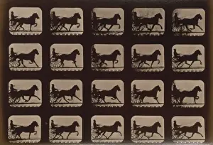 Horses. Pacing