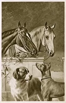 Images Dated 11th November 2011: Two Horses and a pair of dogs