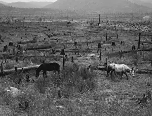 Stumps Prints: Horses pasturing among stumps and snags. Priest River Valley