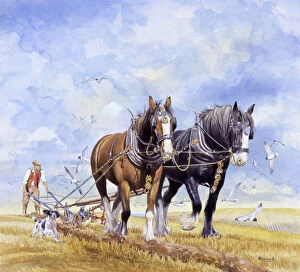 Horses Gallery: Horses pulling the plough