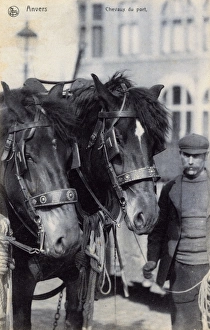 Anvers Gallery: Two Horses on the Quay - Port of Antwerp, Belgium