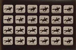 Horses. Running