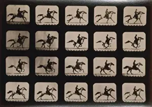 Horses. Running