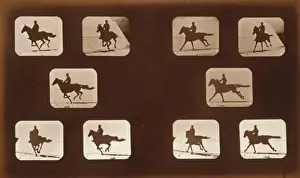 Horses. Running