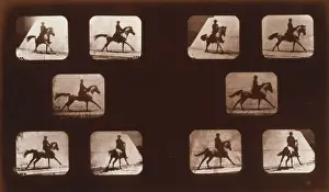 Horses. Running
