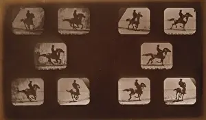 Horses. Running