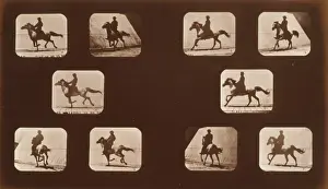 Horses. Running
