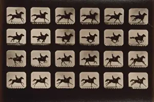 Horses. Running