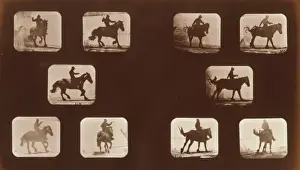 Horses. Running