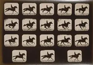 Horses. Running