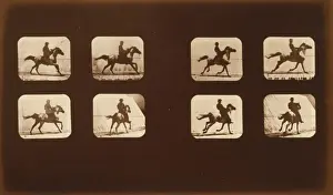 Horses. Running