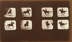 Horses. Running