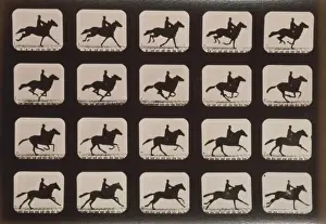 Horses. Running