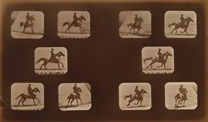 Horses. Running