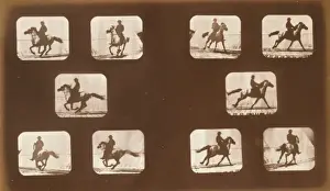 Horses. Running