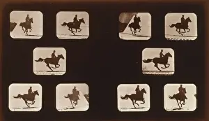 Horses. Running