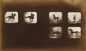 Horses. Running - Horses. Cantering