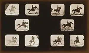 Cantering Prints: Horses. Running - Horses. Cantering