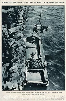 Horses at sea, using slings WWI