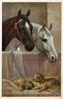 Admiring Collection: Two Horses in the stable with puppies