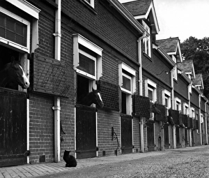 Images Dated 2nd September 2011: Horses in Stables