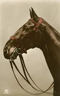 Pelham Prints: Horses Tack in close-up