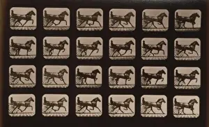 Trotting Prints: Horses. Trotting