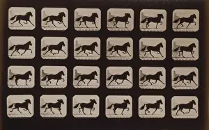Horses. Trotting