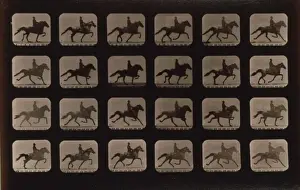 Horses. Trotting
